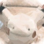 shin